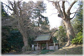 画像:仏生寺のけやき