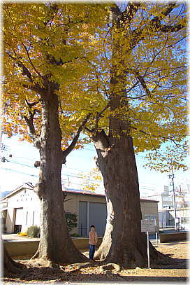 画像:千曲神社のケヤキ(幹と並ぶ)