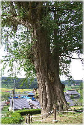 画像:長源寺のいちょう_1