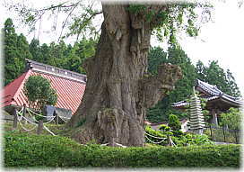 画像:長源寺のいちょう_2