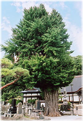 画像:長龍寺のイチョウ(全景)