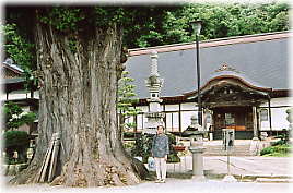 画像:長龍寺のイチョウ(幹と並ぶ)