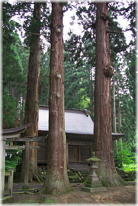 画像:大日神社のスギ