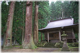 画像:大日神社のスギ