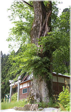 画像:江文神社のケヤキ