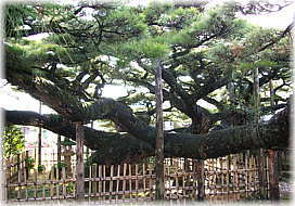 画像:永安寺の雲竜の松_2