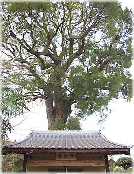 画像:円成寺のクスノキ