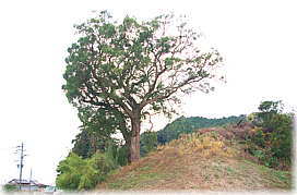 画像:円成寺のクスノキ(全景)