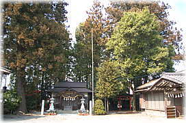 画像:上影森諏訪神社のスギ(遠景)