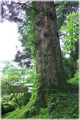 画像:円通寺のモミ