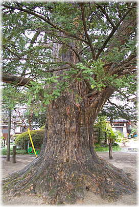 画像:不動院のカヤ