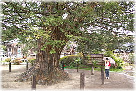 画像:不動院のカヤ(幹と並ぶ)