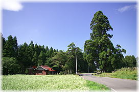画像:五輪塚のスギ(遠景)