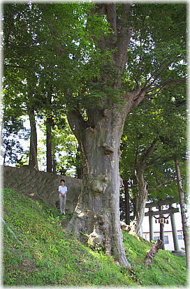 画像：神戸神社のケヤキ（幹と並ぶ）