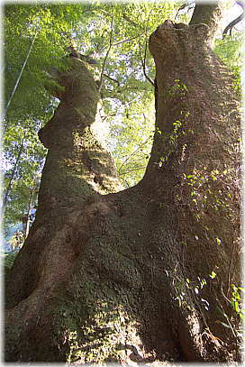 画像:郷島浅間神社の大クス_1