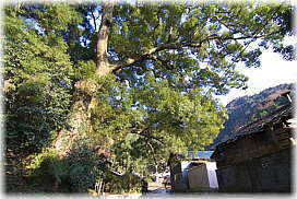 画像:郷島浅間神社の大クス_2