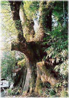 画像:郷島浅間神社の大クス_3