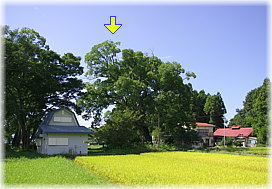 画像:浜路のエゾエノキ(遠景)