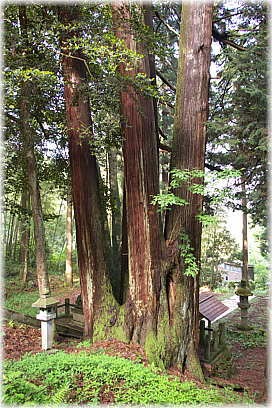 画像:畑町八幡神社のスギ(上方から)