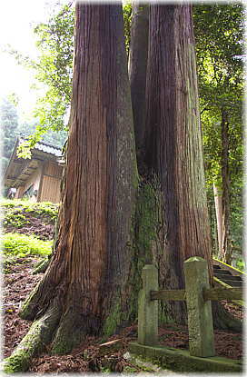 画像:畑町八幡神社のスギ(下方から)