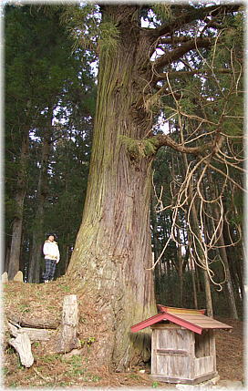 画像：鹿嶋神社の大杉（幹と並ぶ）