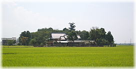 画像:平野神社のスギ(遠景)