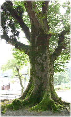 画像:広峰神社のケヤキ