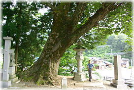 画像:広峰神社のケヤキ(幹と並ぶ)