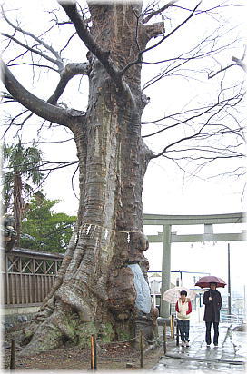 画像:若宮八幡宮のケヤキ(幹と並ぶ)