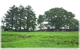 画像:本堂城址のケヤキ(遠景)