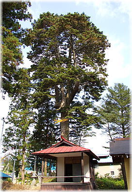 画像:武尊神社のモミ
