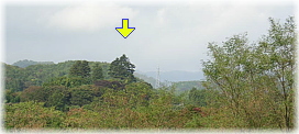 画像:武尊神社のモミ(遠景)