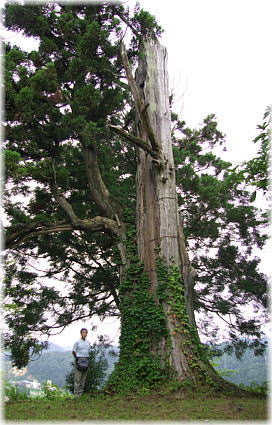 画像:古城山の姥杉