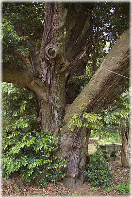 画像:井江葭八幡神社のスダジイ_1