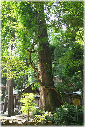 画像:伊香具神社のスギ(フジが絡みつく)
