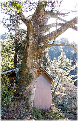 画像:池場のけやき