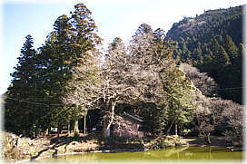 画像:池場のけやき(全景)