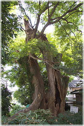 画像:今町八坂神社のケヤキ