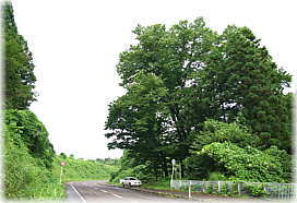画像:稲荷様の大葉菩提樹(遠景)