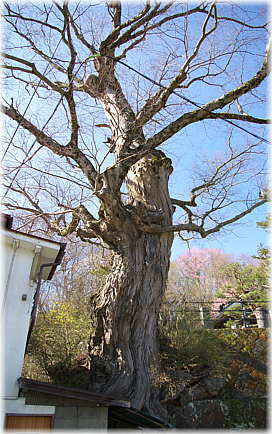 画像:医王院のケヤキ