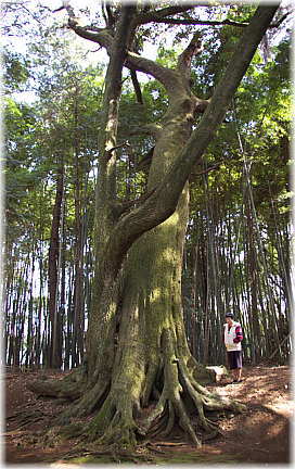 画像:潮宮神社のスダジイ(幹と並ぶ)