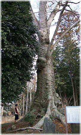 画像:石船神社の欅(幹と並ぶ)