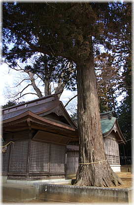 画像：石船神社の杉