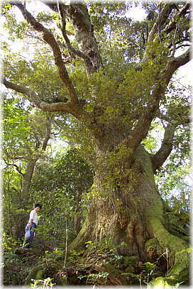 画像:岩上神社のスダジイ(幹と並ぶ)