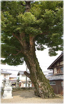 画像:伊豆神社のケヤキ