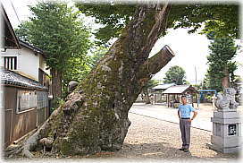 画像:伊豆神社のケヤキ(幹と並ぶ)
