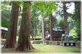 画像:和泉神社のスギ(上から3段目の平面)