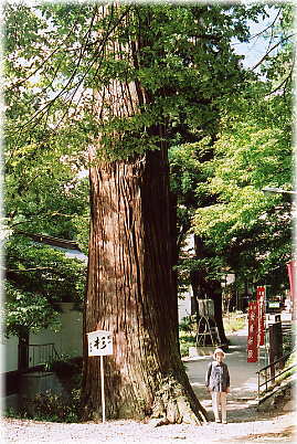 画像：若松寺の開山杉（幹と並ぶ）