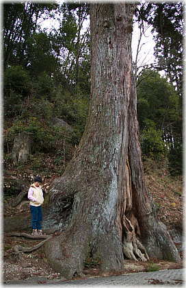 �摜�F���᎛�̃X�M�i���ƕ��ԁj