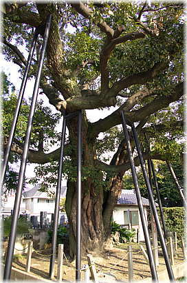 画像:乗蓮寺のスダジイ